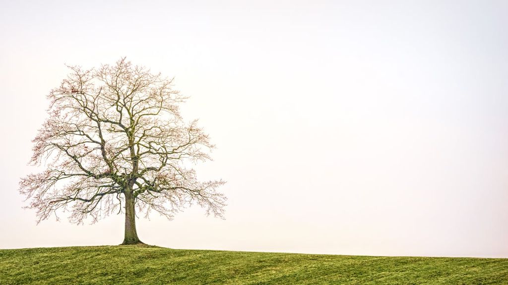 Johannes Plenio באתר PEXELS TREE